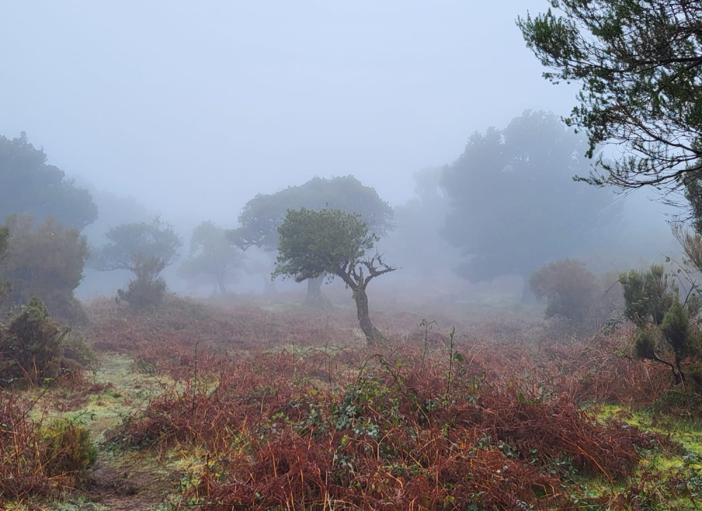 Madera - trekking na lekko Madera - trekking na lekko